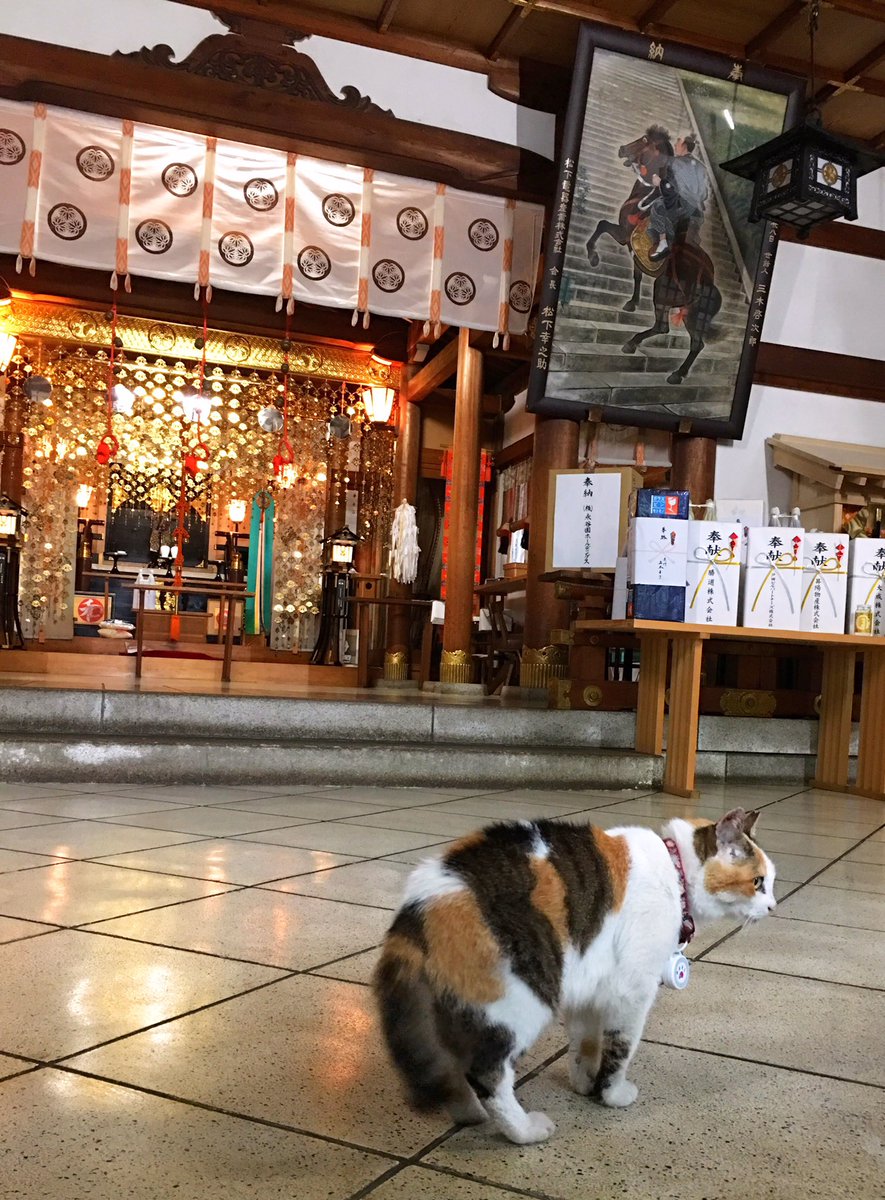 神社 で 猫 に 会う