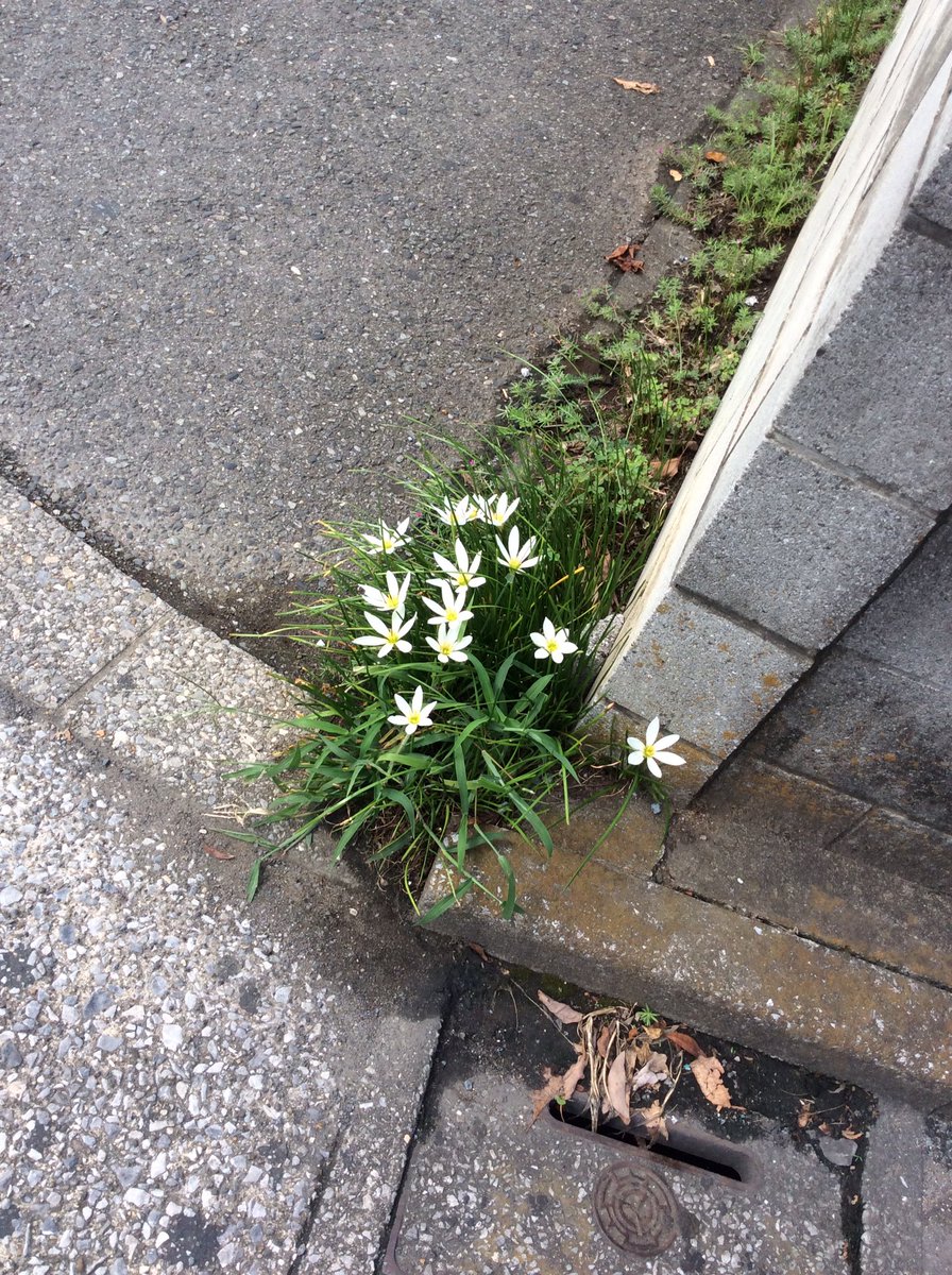 あまひ公式 8 21ジャパコスカフェメイド このお花なんて名前か知らないけど毎年家のそばの道路に生えてくるので 綺麗 名前教えて 花 オラ草が知りてえ