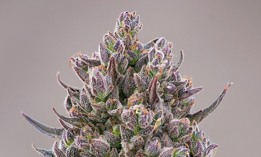 Don’t call it cannabis nepotism — WiFi Mints is a #cannabis strain worth more than just its pedigree. Strain Hotspot: WiFi Mints via #CannabisNow - buff.ly/30C569N