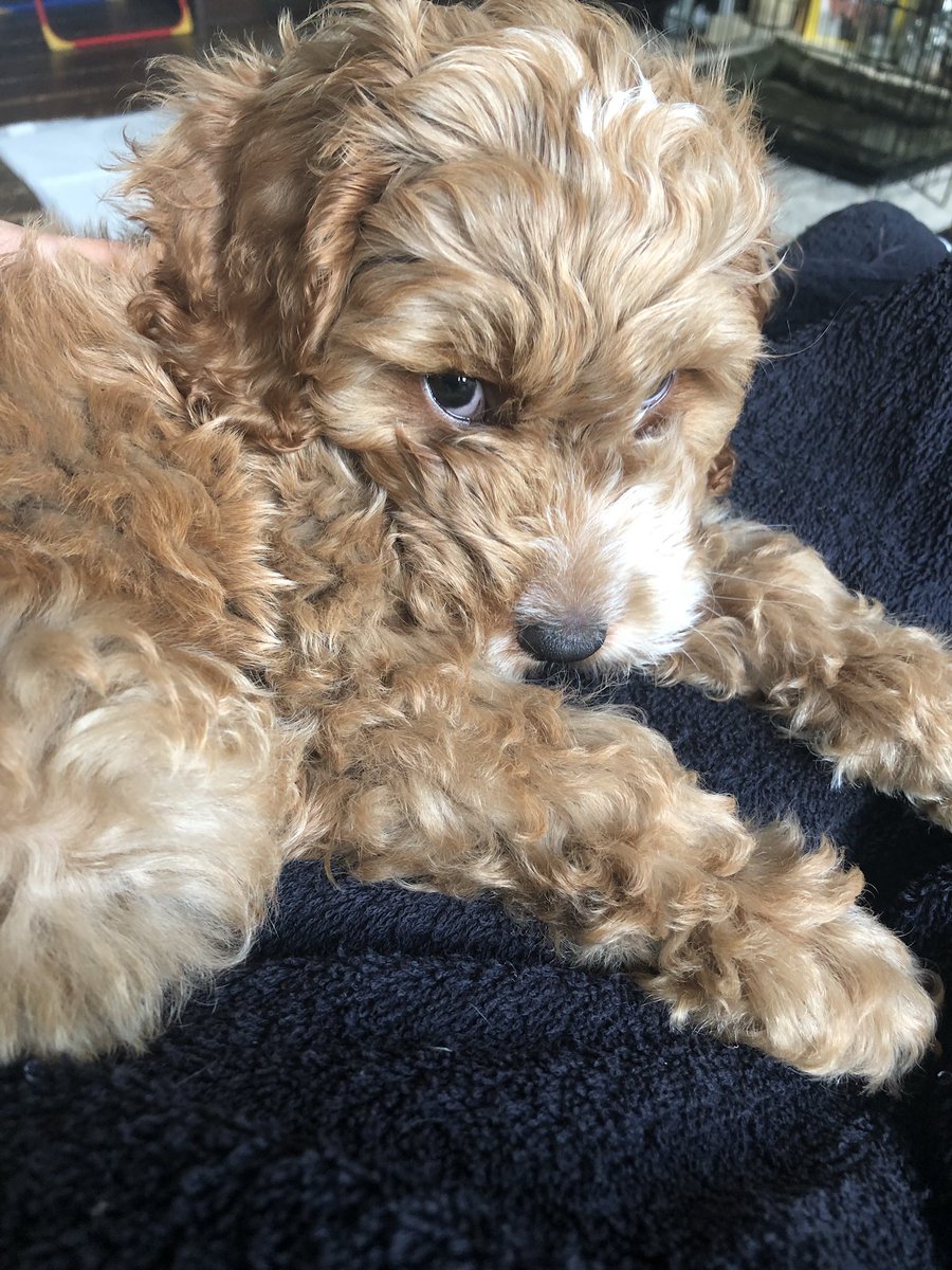 karenlambert01's tweet photo. “Who says I can’t chew the towels/rugs/shoelaces”🐶 #paolothecockapoo @InspiralGraham https://t.co/uVOsHmG7Gs