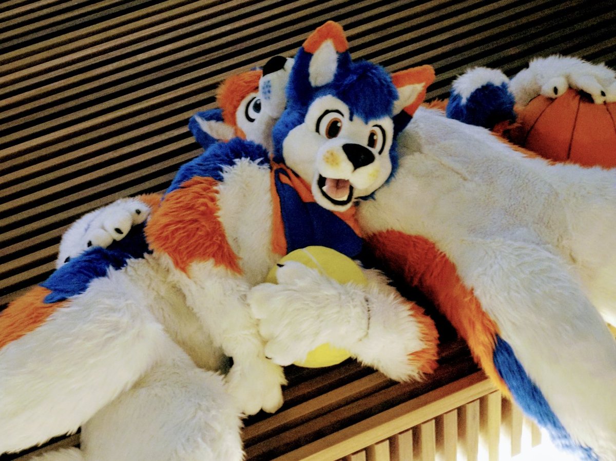 "What's that mood called where you're tired but you still want to play with the ball?"
"Being dog?"
"That's it! Dog!"
#dogdogdogdog #dumbdogs #FursuitFriday
📸 @NeoXIII 
✂️ <a href="/MadeByMercury/">Made By Mercury</a>