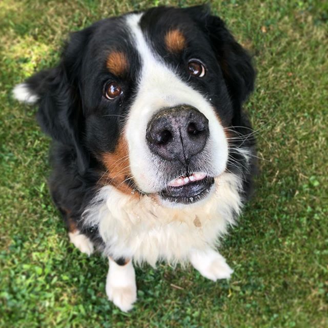 I fink I fmell fhe weekend 😬😁🐶
.
.
.
.
.
#fridays #fridaystyle #fridayyay #yayfriday #fridayface #teef #dogteef #happyfridayyall #bernersennenhund #bernesemountaindoglovers #bmd #bernerlovers #bernese #berneselove #berner #bernesemountaindog #prettyd… ift.tt/34vlbjR