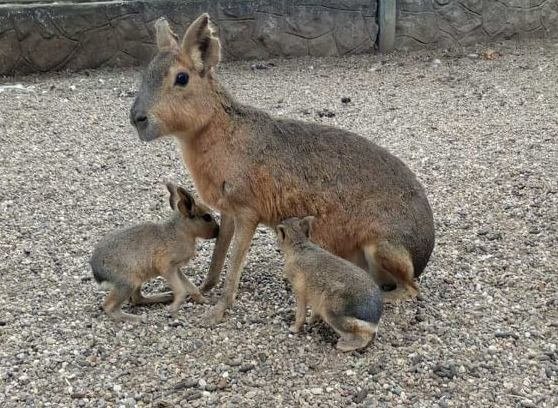 ZooVrtBg's tweet image. Patagonijske mare imaju dve bebe, koje uživaju sa brojnom porodicom 🥰 #beozoovrt