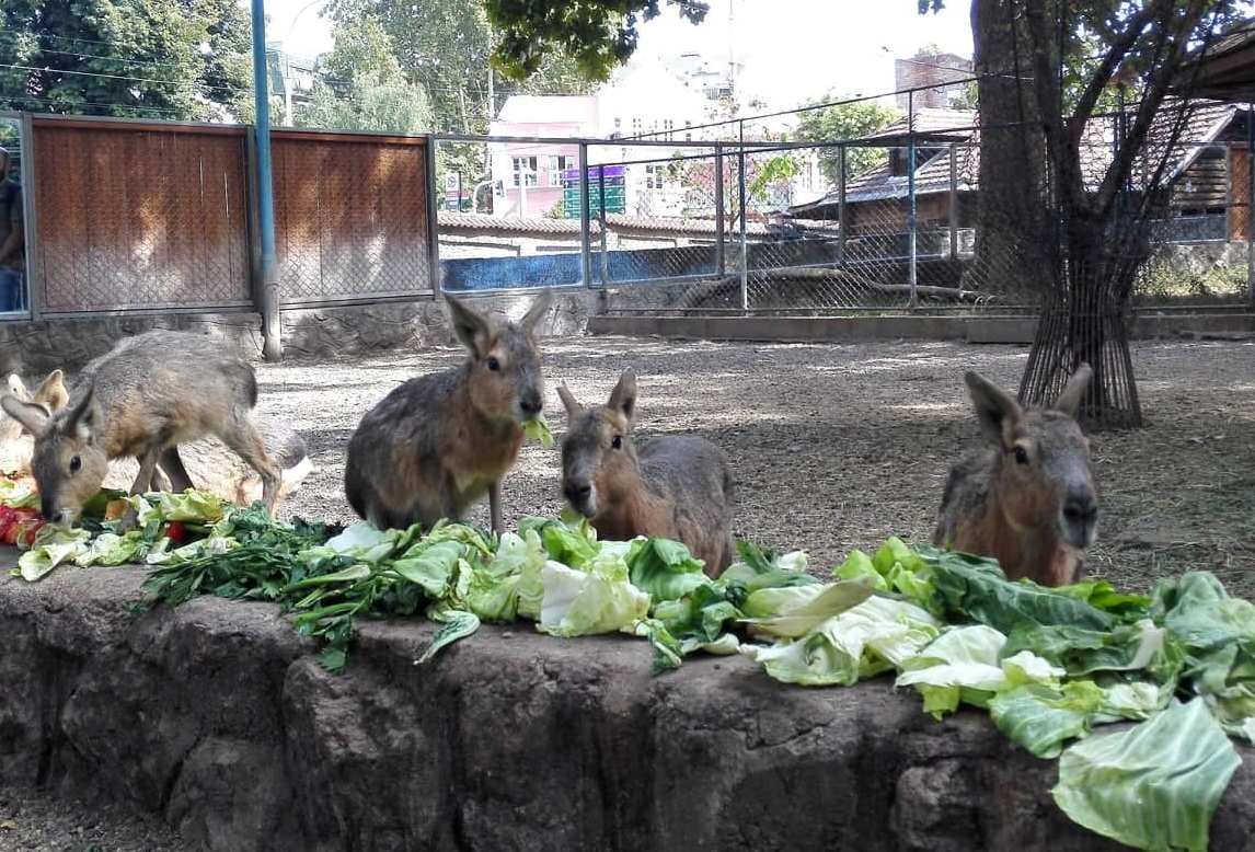 ZooVrtBg's tweet image. Patagonijske mare imaju dve bebe, koje uživaju sa brojnom porodicom 🥰 #beozoovrt