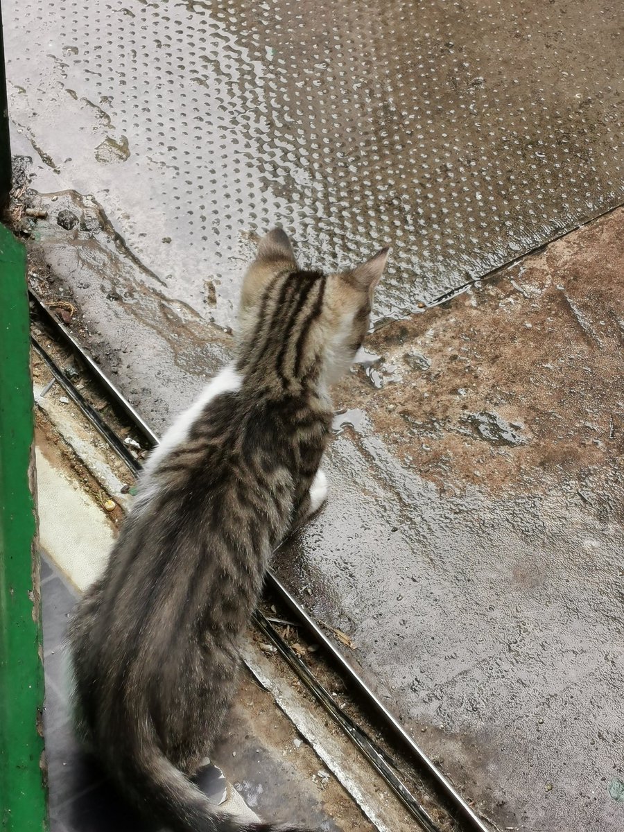 TashaTyson19's tweet photo. What is this strange wet stuff π€ π πΊ #littleloki https://t.co/f84OJfMisu