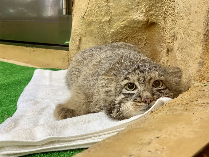 マヌルネコが可愛い 特徴と生態 人間との関係 魅力とは 副業のススメ