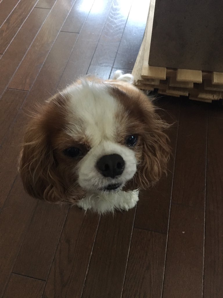 ちゃぴ副長 בטוויטר 4年間の犬生の中でロングヘアからサマーカットで今まで一番短くなった似合わない なんでこんな髪型になったんだろうあまり人と会いたくない サマーカット キャバリア イメチェン失敗