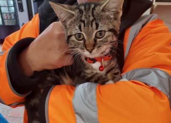aragondirect's tweet photo. LOST KITTEN 🐱
Our cleansing team came across this distressed stranded kitten along Gunthorpe/Paston Ridings today. It has a collar, but no chip.  It's being looked after by a staff member. Can you help us get this kitty back to its owner? Please call 07920160625. https://t.co/fGFwlx0Bs7