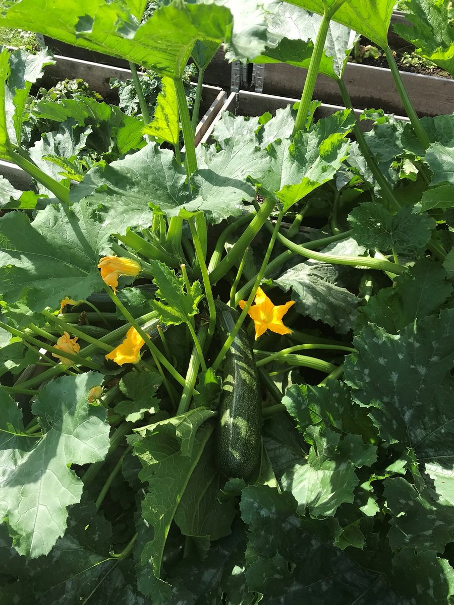 Kriminalvarden's tweet image. I morgon, kl 10-16, besöker #krimvård Trädgårdsdagen i Enköping. På anstalt lär sig en del intagna snickeri, andra odlar, allt för att komma bättre ut efter avtjänat straff. På  #Trädgårdsdagen visar vi insektshotell och ekorrmatare, tillverkade av intagna på Tillberga. #odla