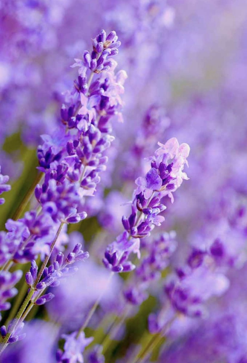 Health Benefits of Lavender 💜
Improves Sleep
Treats Skin Blemishes
Natural Remedy for Pain
Reduce Blood Pressure & Heart Rate
Relieve Asthma Symptoms
Lessens Menopausal Hot Flashes
Promotes Hair Growth 

Is there anyone else that LOVES Lavender as much as me🙋🏻‍♀️?