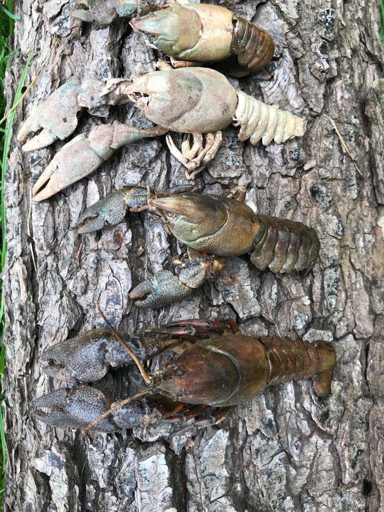 ChrisBaingerEA's tweet photo. A significant number of dead native #crayfish have been found on the Cwm y Caddo a tributary of the river #Monnow #Herefordshire 
We suspect #crayfishplague 
As a precaution please follow our guidance whilst we await confirmation from @CefasGovUK https://t.co/6z3IXEvrVf