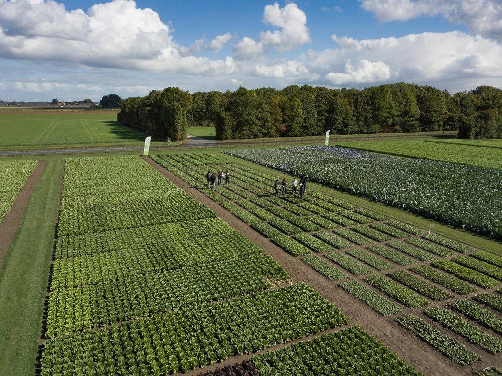 16 september is het zo ver! De demodagen in Fijnaart gaan van start. Heeft u al uw bezoek gepland? 
rijkzwaan.nl/demodagen-fijn…