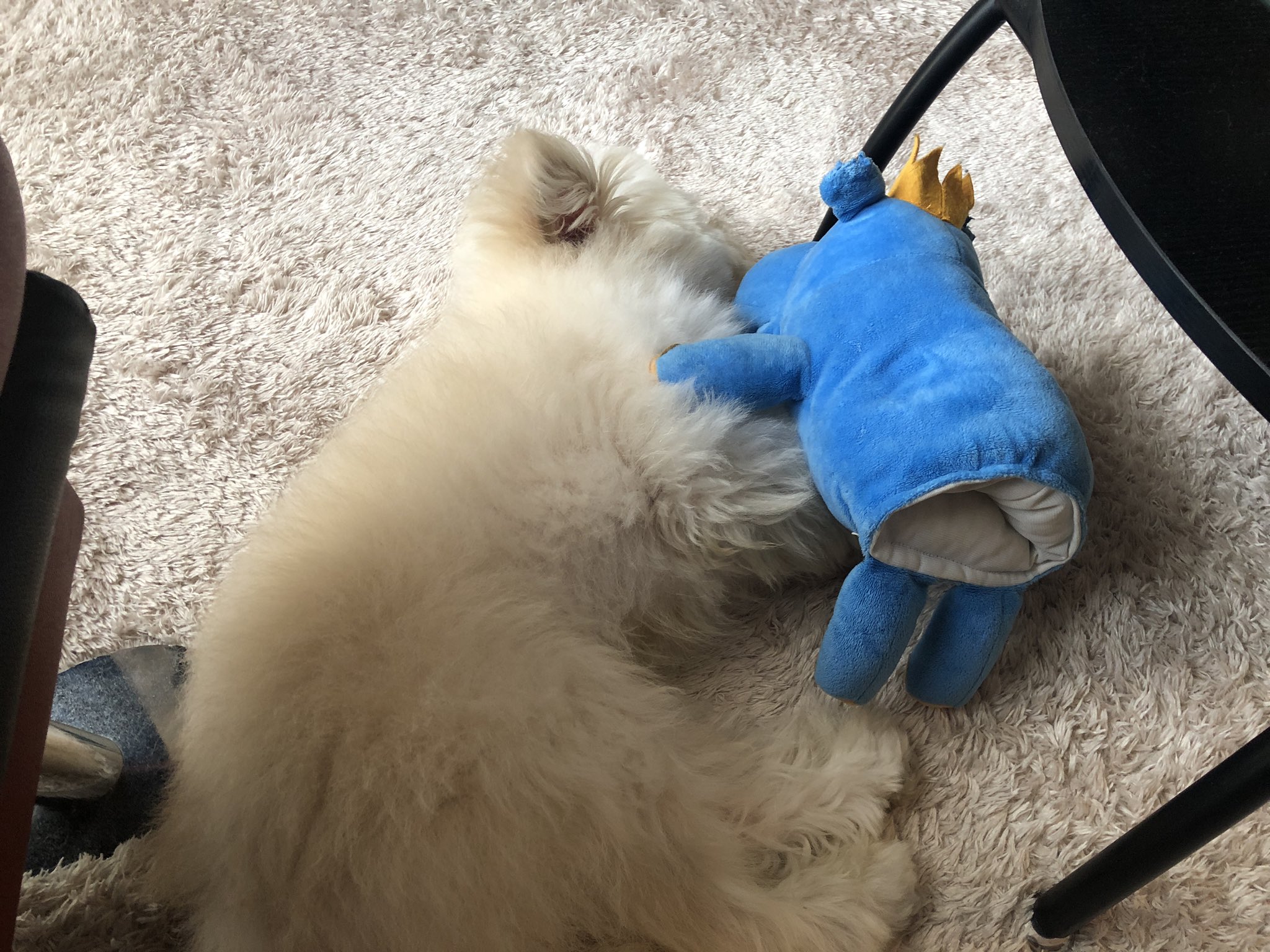 ぷう太 A Twitter ぷう太はカバオくんと寝ます ぷう太 ポメプー ポメラニアン トイプードル ミックス犬 Dog Pomeranian Pomepoo Toypoodle 今宵も寝ます 寝起き ソファ の下 ペットインスタ 散歩 朝 元気 白い犬 White ぐーたら 丸くなる