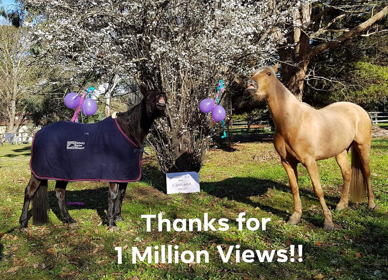 georgia bruce clicker training