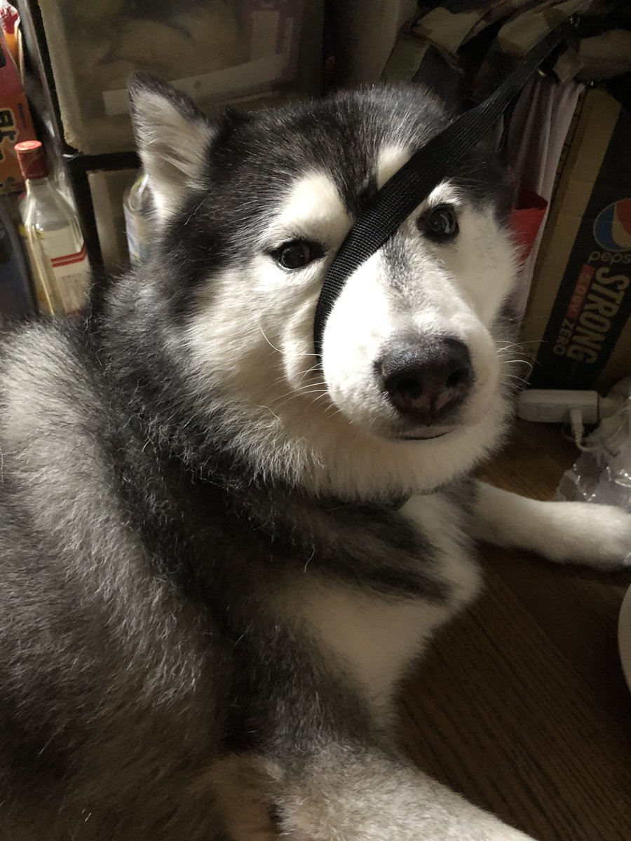 しゃちょぬ 乗り物擬獣化マン みんなのペットの名前の由来 れい君です 北斗の拳のレイのようにイケメンでかっこよく育って欲しかったけど どっちかっていうと メタルギアray