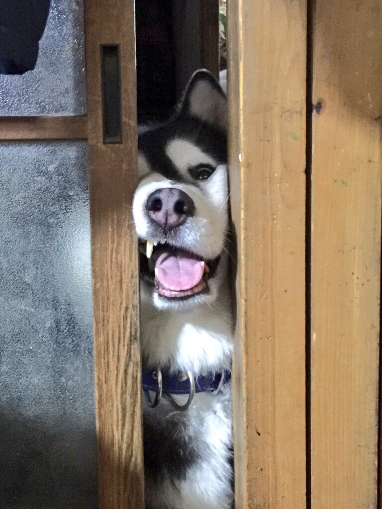 しゃちょぬ 乗り物擬獣化マン みんなのペットの名前の由来 れい君です 北斗の拳のレイのようにイケメンでかっこよく育って欲しかったけど どっちかっていうと メタルギアray