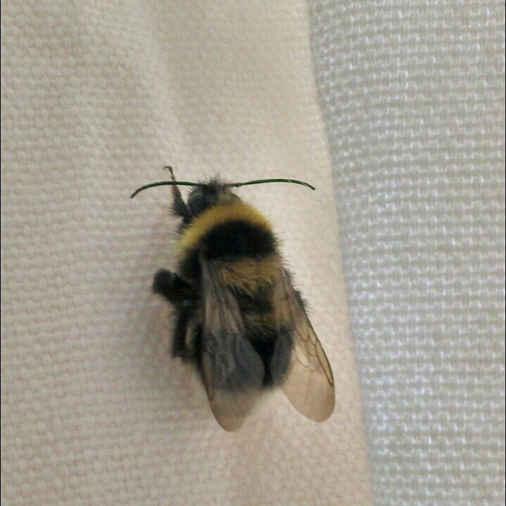 SimpleShots1's tweet photo. Big Bumble #BumbleBee #BigBee #Bee #Insect #nature #wales #nantyglo #BlaenauGwent #Gwent #Southwales https://t.co/c75kLSgAJe