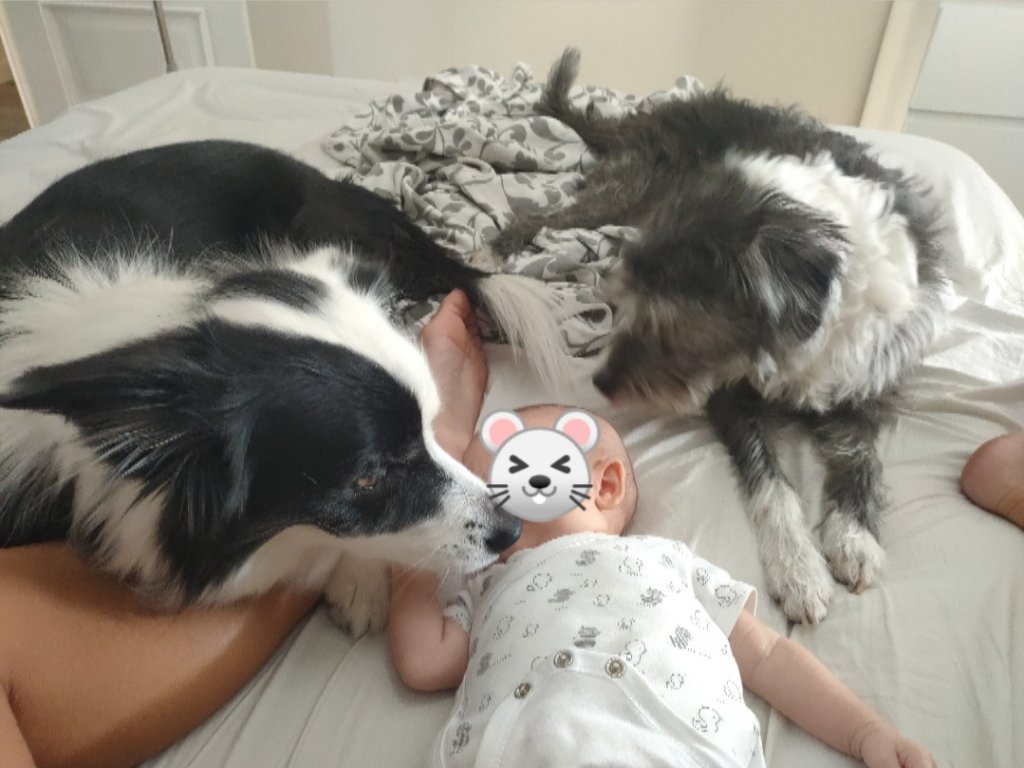 Con este post pretendo despejar las dudas y confusiones que se producen en internet. Informar y evitar que tengas miedo si vas a tener un bebé o tienes niños y perro. …acioncaninatamarahernan.wordpress.com/2019/09/06/mi-…