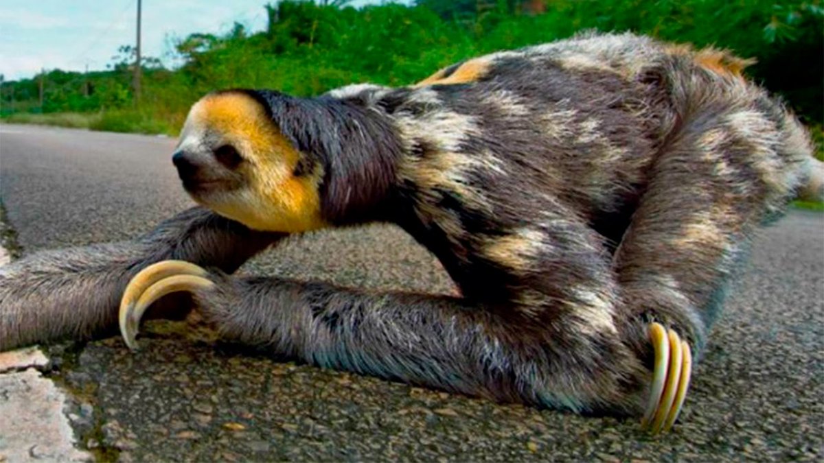 Какой самый медленный человек. Карликовый трехпалый Ленивец. Ленивец Южной Америки. Ленивец животное.