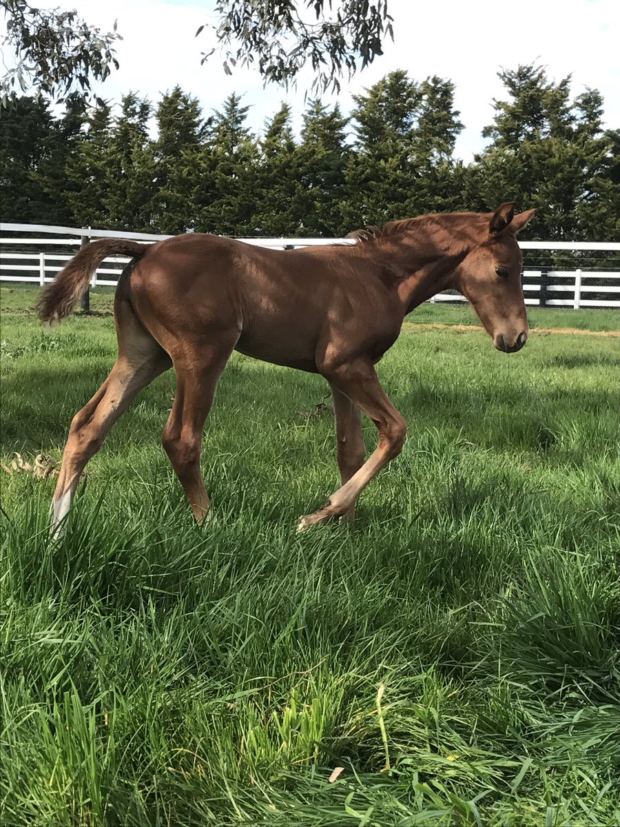 ATBloodstock's tweet photo. This young Akeed Mofeed filly thinks she is in charge at Esker Lodge as her antics keep the office team amused all day @SwettenhamStud @vicbreeders #crackingtype #noworkgettingdone https://t.co/3pPiFNVFEL