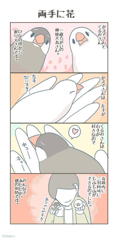 秋が近づいて、文鳥さんが手のひらで過ごす季節になりました。

#buncho #javasparrow #文鳥 
