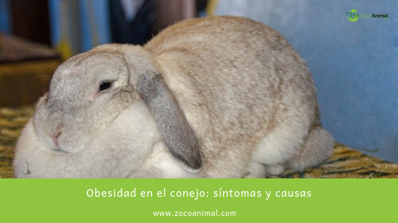 ZocoAnimal's tweet image. Obesidad en el conejo, sintomas y causas 🐰
ow.ly/usU730pubdX

 #alimentacion #mascotas #tiendaonline #premium #conejos #enfermedades