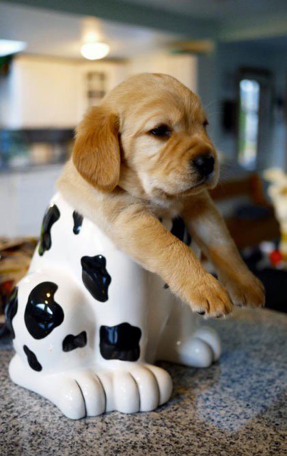 If the jar fits... #dogsarelove