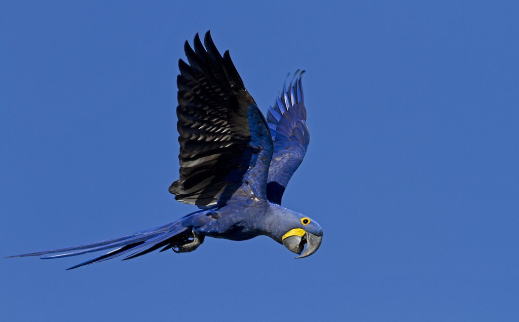 Parrot Of The Day Parrotsatoz 在twitter 上 Hyacinth Macaw Arara Azul Grande In Portuguese In Flight At Pocone Mato Grosso Brazil Parrototd Pic By Ciro Albano Via Wikiaves T Co Ojnbblp3kh T Co Hw9cb1ibn7 Twitter
