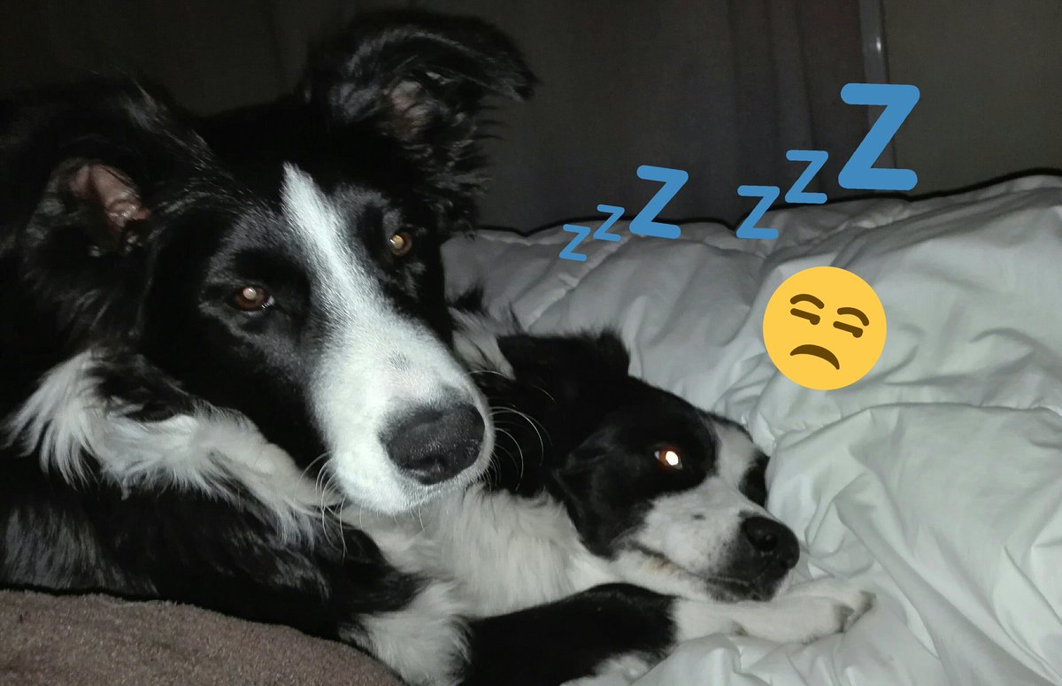 cul_de_sac_Mai's tweet photo. Morning 😴😴 https://t.co/zSB5HTN4hh