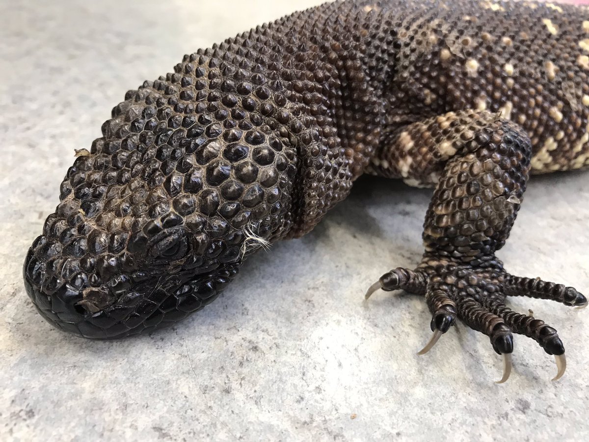 メキシコドクトカゲ メキシコドクトカゲ