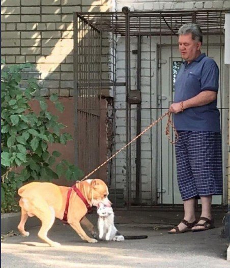 Игорь Игнатухин. Курск. Натравливает своего бойцового пса на кошек и собак, даже домашних. На фото - убийство дворового кота. Вот что говорят о нём соседи: 
yandex.ru/turbo?text=htt…
Живёт в доме №47 по улице 1-я Пушкарная
Местные управы на него найти не могут. Твиттеряне, ославим