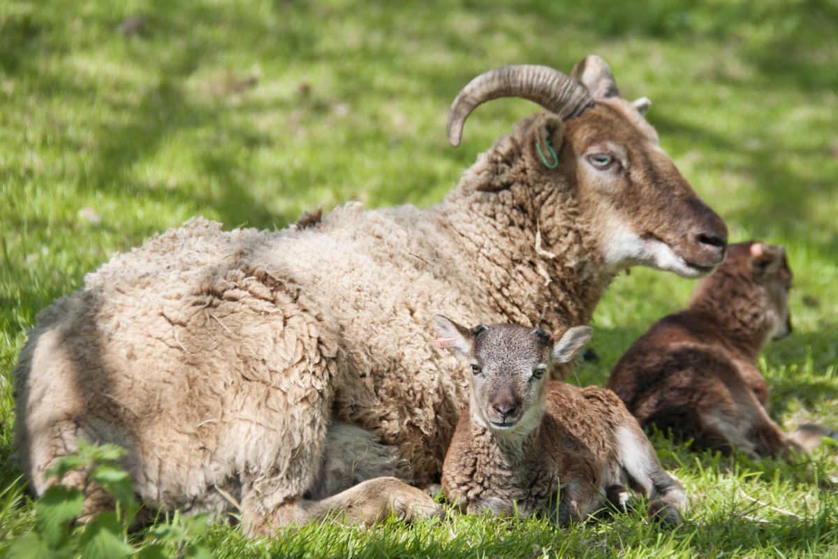 RBSTrarebreeds's tweet photo. Our penultimate primitive breed this #LoveLambWeek is the Castlemilk Moorit! One of the larger primitives, it is listed as 'At Risk' on our Watchlist. It gives high quality sheep meat and the fleece is a rich brown 'Moorit' colour and is a top choice for hand spinners #GoNative https://t.co/xa95NreLE4