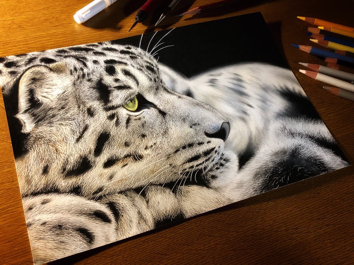 音海はる 9月になったのでフォロワーさんに自己紹介しようぜ ネコ科の動物を色鉛筆で 全力で楽しむをモットーに