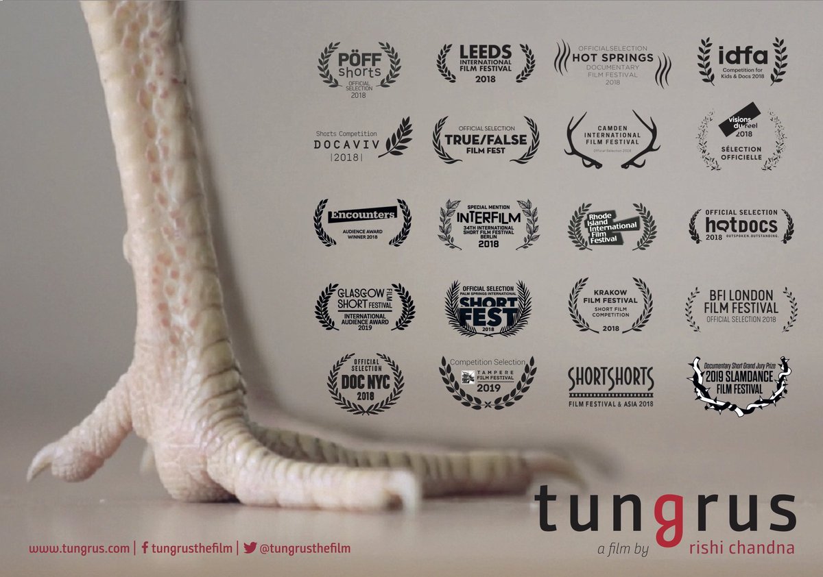 Just submitted <a href="/tungrusthefilm/">Tungrusthefilm</a> for the Oscars 2020, in the Short Documentary category. It’s a long shot but what the heck. Spread the word, the rooster is on the run!
#feelingcocky #votefortungrus