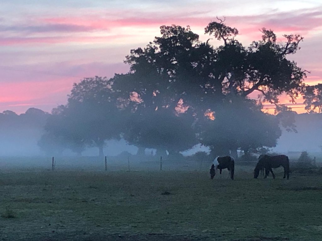 NFMarathon's tweet photo. Good morning from the #nfm2019 #racevillage with the beautiful #newforestponies ๐Canโt wait to welcome our runners! https://t.co/cNGWsjuqWu