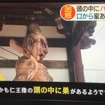 仁王の頭の中にハチの巣を作っていた!これなら天敵は誰もいない!
