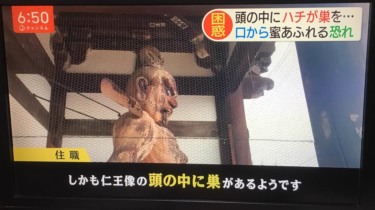 仁王の頭の中にハチの巣を作っていた！！これなら天敵は誰もいない！！