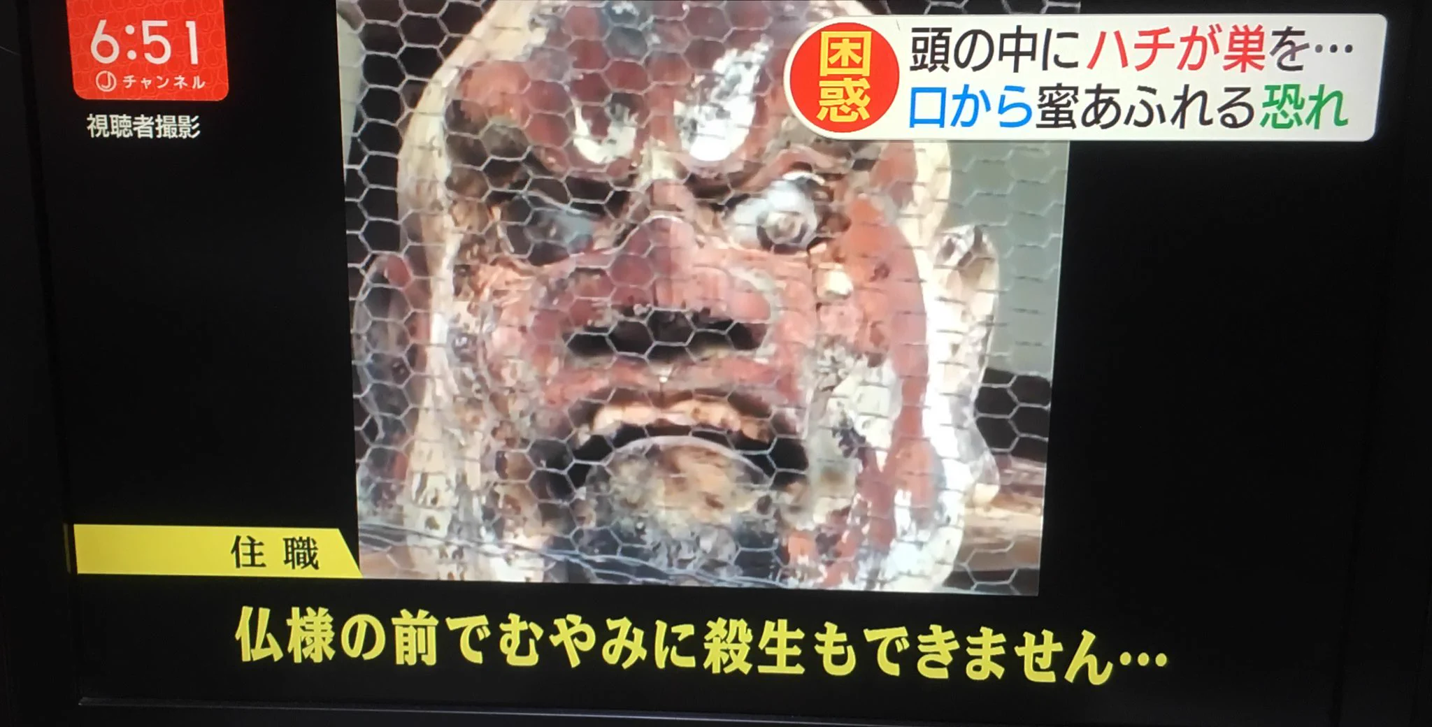 仁王の頭の中にハチの巣を作っていた！！これなら天敵は誰もいない！！