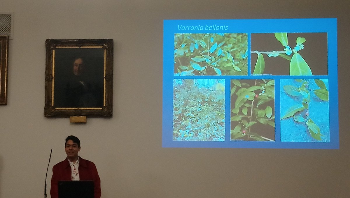DocMartinKew's tweet photo. Well presented MSc project findings about #biogeography & #conservation status by @custoantonio48 from @KewScience @KewUKOTs on @USFWSSoutheast #EndangeredSpeciesAct listed #Boraginales Varronia bellonis #KewPR during @LinneanSociety event. https://t.co/mZ87C6nYdS