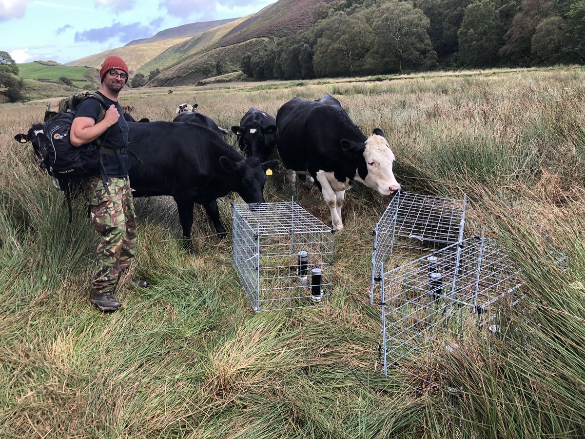 DanielleAldo's tweet photo. Moooooove away from our field experiment! What are the odds of this remaining intact over the weekend? @GeographyUOM #udderlyproblematic #notamoosed https://t.co/ooa3FgfxwT