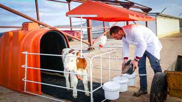 One of the most important things to do to prevent the calves from getting sick is to buy a #calfbed. 

#calfhutch #cowmats

hatkocowmats.com/how-could-be-d…