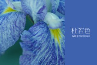 杜若のtwitterイラスト検索結果