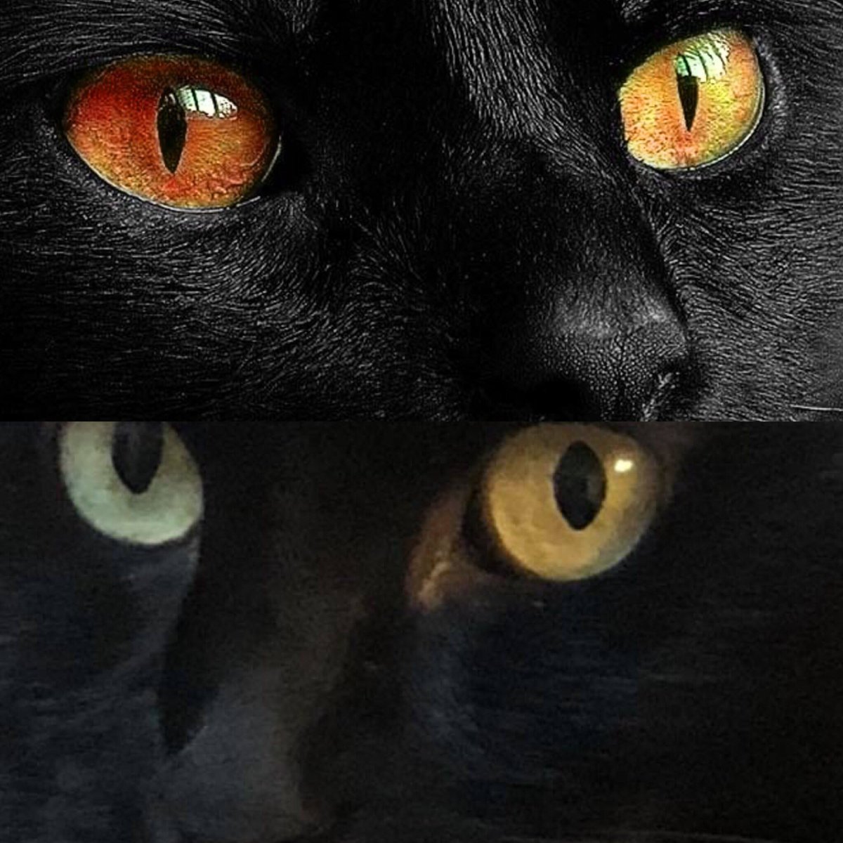 クロちゃん Sur Twitter オッドアイの猫を見かけた時 それが珍しい黒猫であれば見る人に幸運が訪れるかもしれません 猫の宅急便より引用 猫 ネコスタグラム ネコが好き ねこ ねこすたぐらむ ねこのきもち Cat Catsofinstagram Catractive オッドアイ