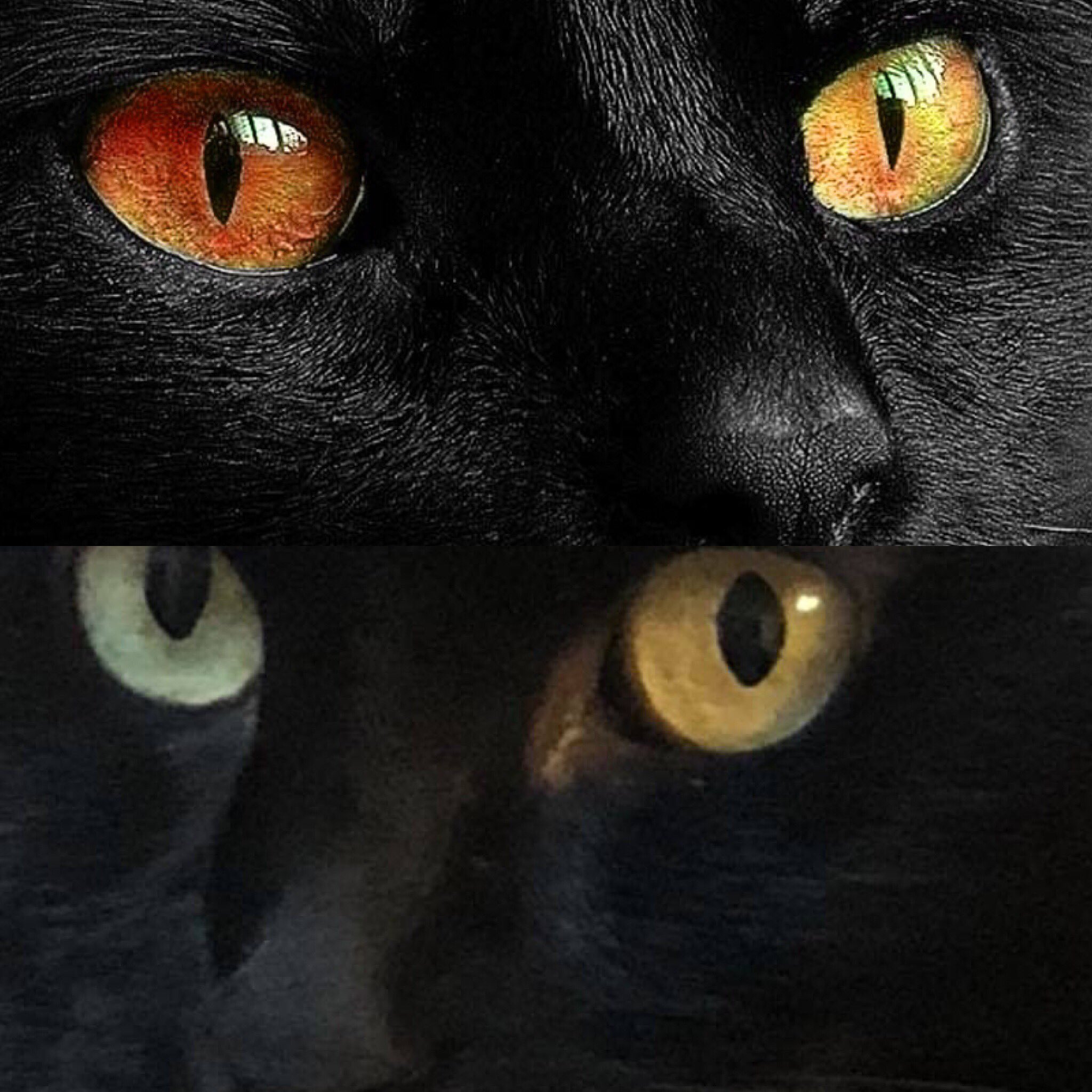 クロちゃん オッドアイの猫を見かけた時 それが珍しい黒猫であれば見る人に幸運が訪れるかもしれません 猫の宅急便より引用 猫 ネコスタグラム ネコが好き ねこ ねこすたぐらむ ねこのきもち Cat Catsofinstagram Catractive オッドアイ