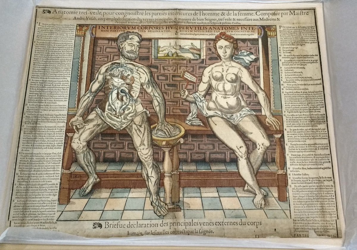 HunterianLondon's tweet image. Anatomie très utile c.1559 is an anatomical ‘fugitive’ sheet allowing you to study the intricacies of the body normally concealed by flesh. Read more at ow.ly/b0qQ50vin6Y #FoldoutFriday #LibraryBlog