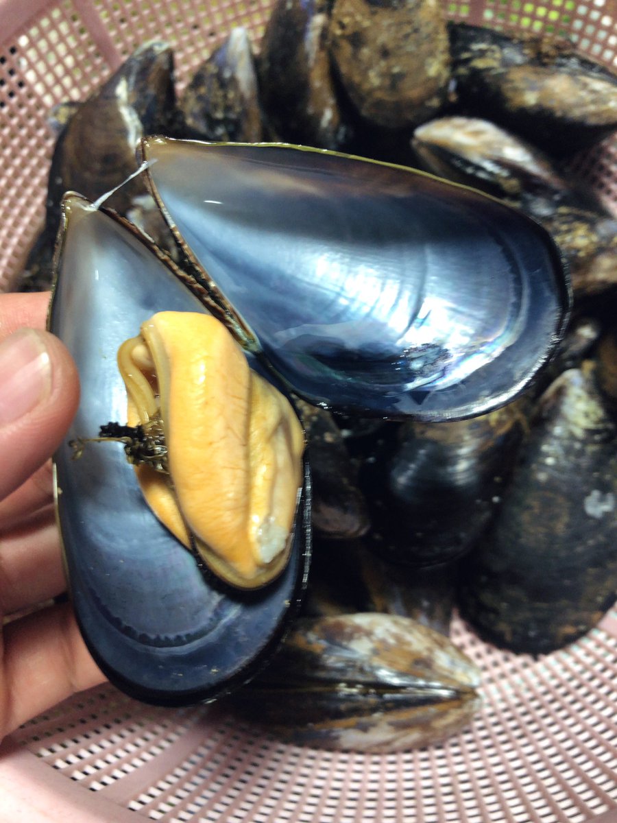 ごん On Twitter 三陸産のシュウリ貝 ムラサキ貝 シンプルに茹でるだけで程よい塩気 ベルギーで食べたムール貝を思い出します 今夜はこれで乾杯