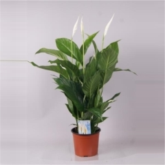 New offer available!
Offer name: Spathiphyllum sweet silvio 10152