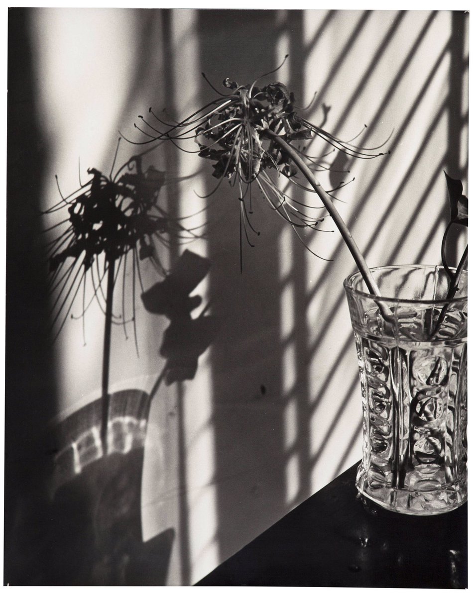 toiblarlos's tweet photo. @r_briggita #SilverGelatinPrint #Shadowes #BeautyInArt #InVentanArte
📷 Ilse Bing.
Ya me iba pero te he visto y no me he podido resistir... 🙏💛🙏 https://t.co/Z6D1oj3UMP