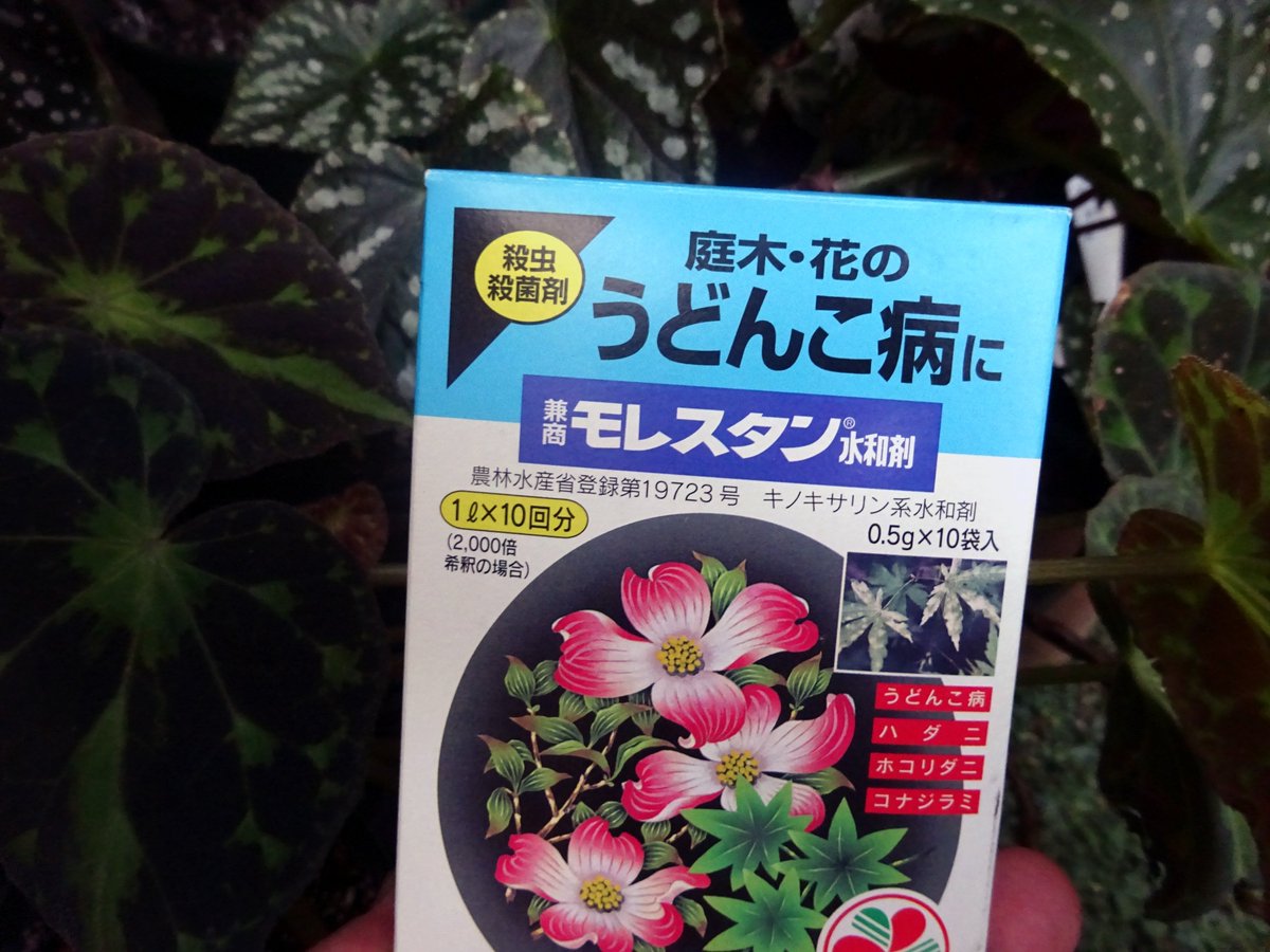 よしだ2号 Na Twitteru 今日は殺ダニ剤を散布した ほぼ防除できているのだが残暑で復活されると困るし秋に向けてのウドンコ病の予防もかねて モレスタン は Beognia Cf Nigritarum B ニグリタルム 暑さをものともしない強健な種 熱帯植物 ベゴニア よしだ2号 Na Twitteru 今日は殺ダニ剤を散布した ほぼ防除できているのだが残暑で復活されると困るし秋に向けてのウドンコ病の予防もかねて モレスタン は Beognia Cf Nigritarum B ニグリタルム 暑さをものともしない強健な種 熱帯植物 ベゴニア