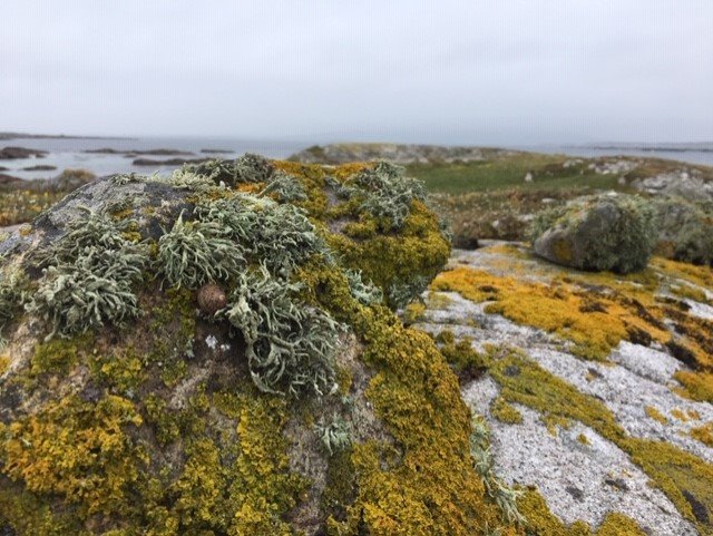 buíochas do Jacinta O Flaherty le haghaidh na pictúir álainn
seo  #foragers #seaweed #nature #walk #beach